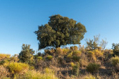 Dağda ağaçlar var, çalılar var ve gökyüzü açık.