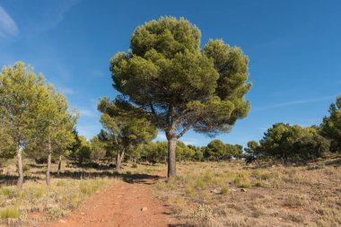 Dağda ağaçlar ve çalılar, yerde taşlar var, gökyüzünde bulutlar var.