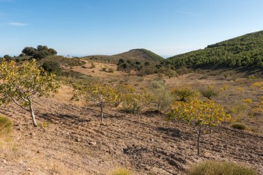 Güney İspanya 'nın dağlık arazisi, dağlarda ağaçlar ve çalılar var, gökyüzü açık.