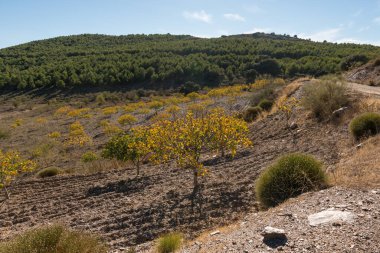 Güney İspanya 'nın dağlık arazisi, dağlarda ağaçlar ve çalılar var, gökyüzünde bulutlar var.