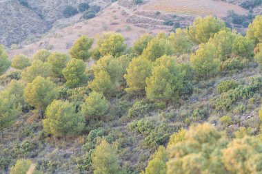 İspanya 'nın güneyindeki dağlık arazide, dağlarda ağaçlar ve çalılar var, dağda bazı çiftlik evleri var.