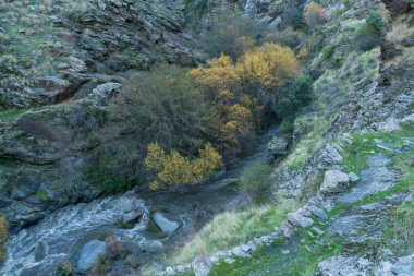 Güney İspanya 'da Sierra Nevada' da bir nehir, nehir su taşır, ağaçlar, çalılar ve yeşil çimenler vardır, kayalar ve taşlar vardır.
