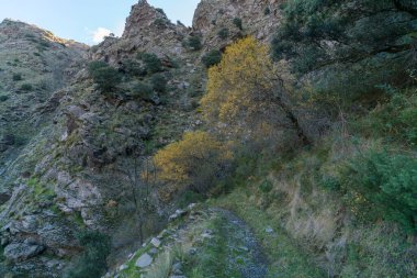 Dağdaki eski yaya yolu, taşlar ve kayalar, ağaçlar ve çalılar, çimenler yeşil.