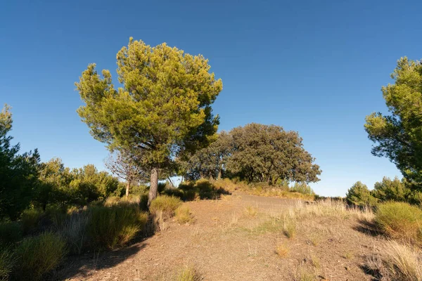 İspanya 'nın güneyindeki dağlarda ağaçlar, çalılar var, gökyüzü açık.