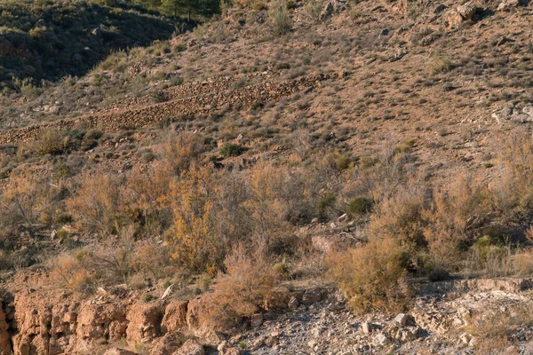 Güney İspanya 'daki dağlık arazide ağaçlar ve çalılar var.