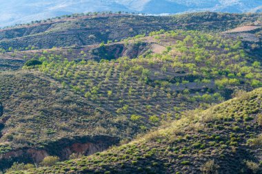 İspanya 'nın güneyindeki dağlık arazide badem ve zeytin ağaçları ve vadiler var.
