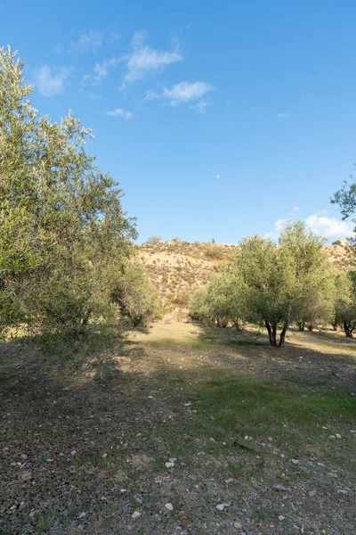 Olivenanbau Süden Spaniens Gibt Grünes Gras Und Büsche Der Himmel — Stockfoto
