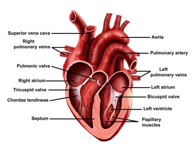  Medical illustration of  Open Heart With labeling clipart