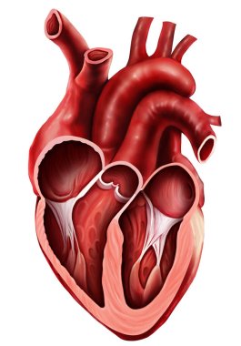  Açık Kalbin Tıbbi İllüstrasyonu 
