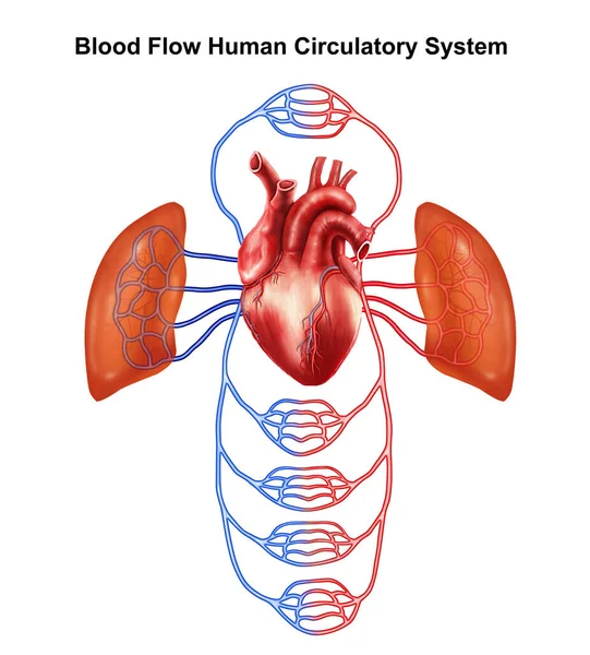 Medical Illustration Blood Flow Human Circular System — Stock Photo, Image