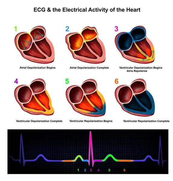 Ecg Kalbin Elektrik Faaliyetinin Tıbbi Llüstrasyonuname — Stok fotoğraf