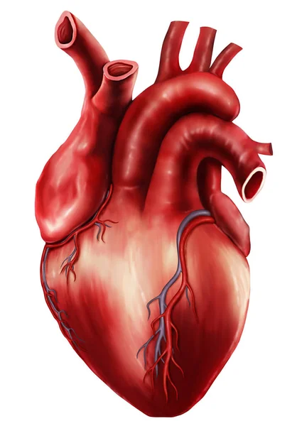 Medical Illustration Heart — Stock Photo, Image