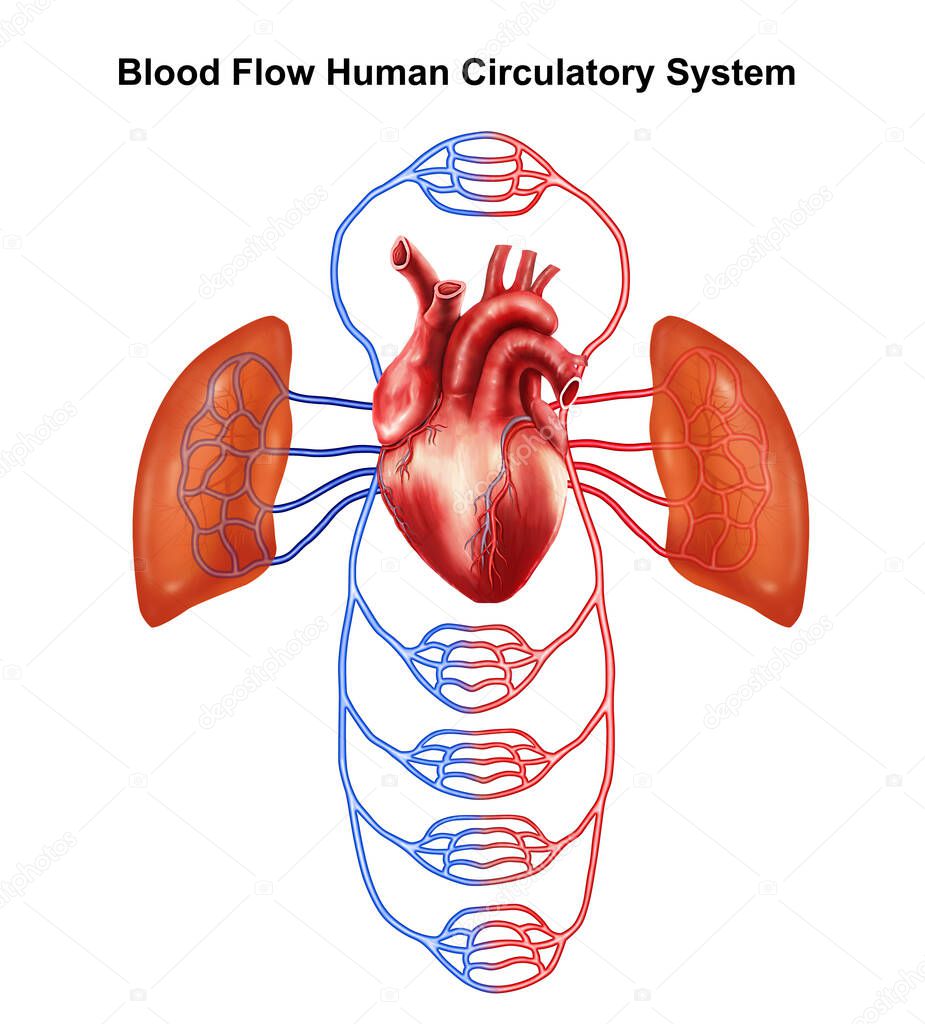  Medical illustration of  blood flow in human circular system