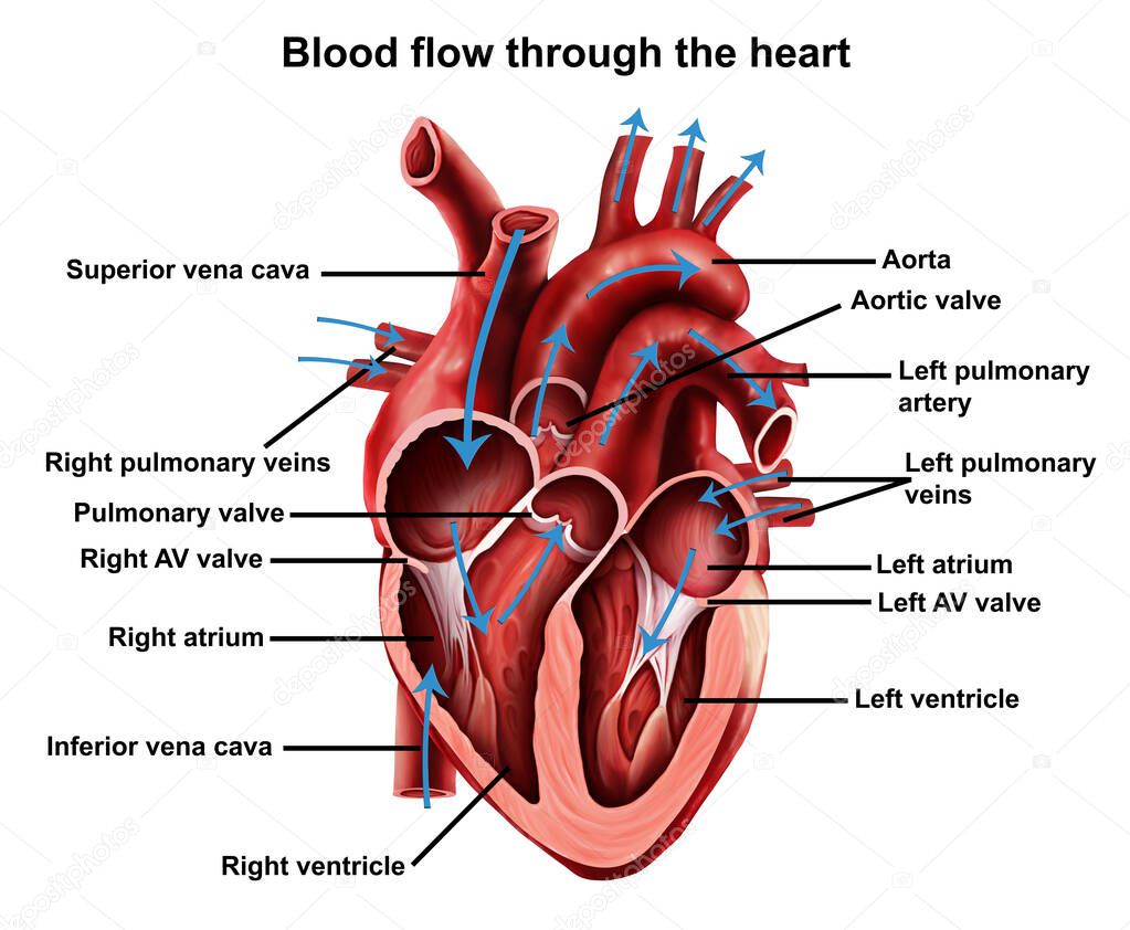  Medical illustration of  Blood flow through the heart
