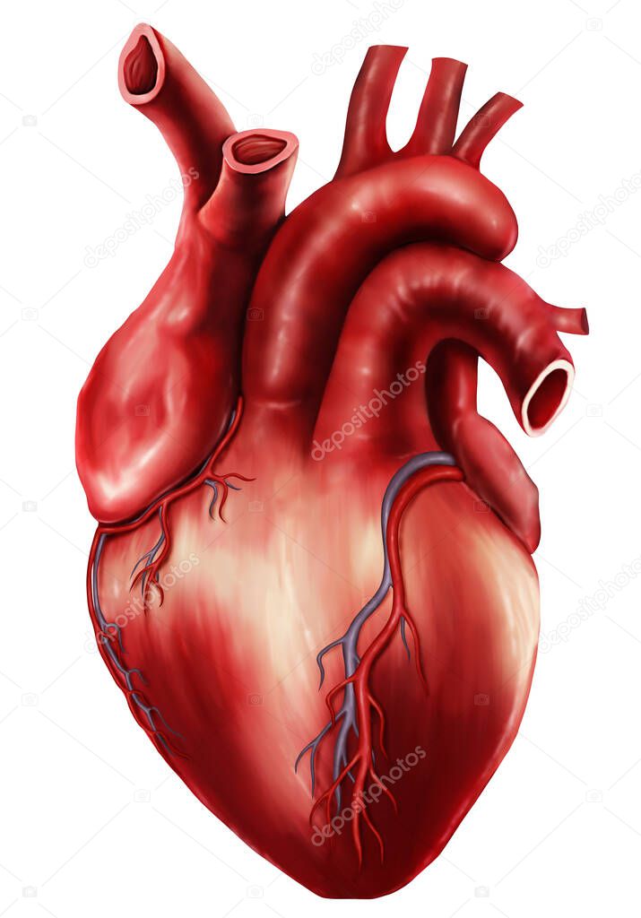  Medical illustration of Heart 