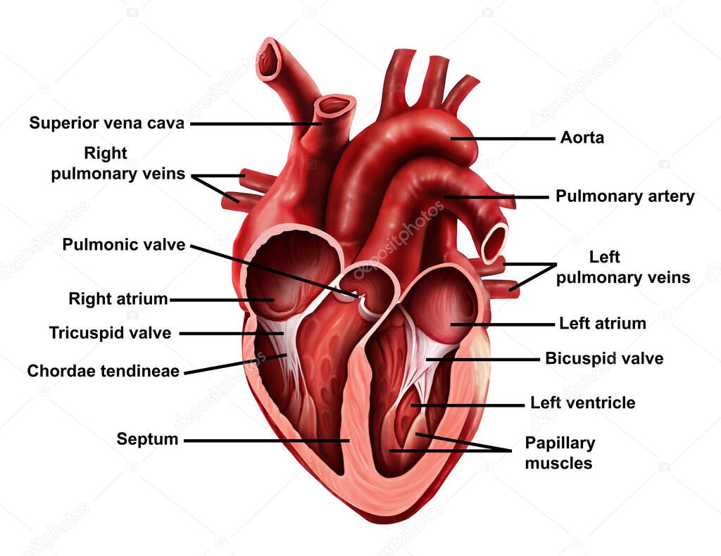  Medical illustration of  Open Heart With labeling
