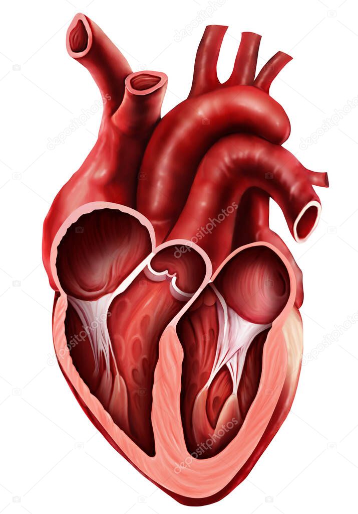  Medical illustration of  Open Heart 