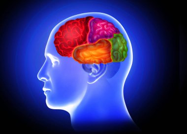 Beyin loblarının ışıklandırılmasının tıbbi çizimi