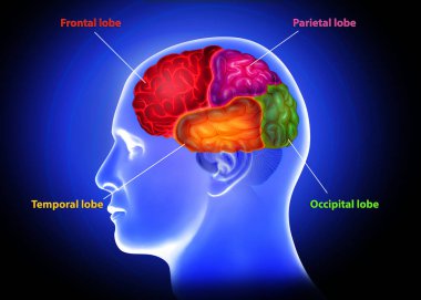 Etiketli beyin loblarının aydınlatılmasının tıbbi illüstrasyonu