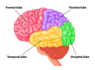 Etiketli beyin loblarının tıbbi çizimi 