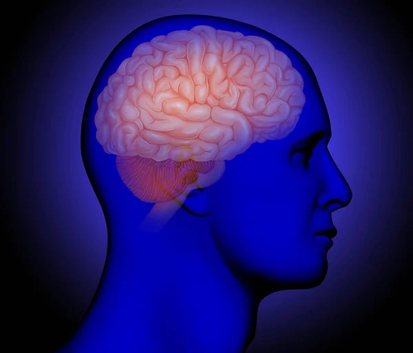 Medical illustration of Brain Anatomy