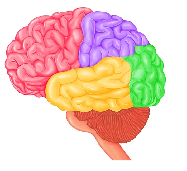 Brain Illustration Four Lobes — Stock Photo, Image