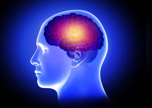 Lékařská Ilustrace Mužského Aktivního Mozku — Stock fotografie