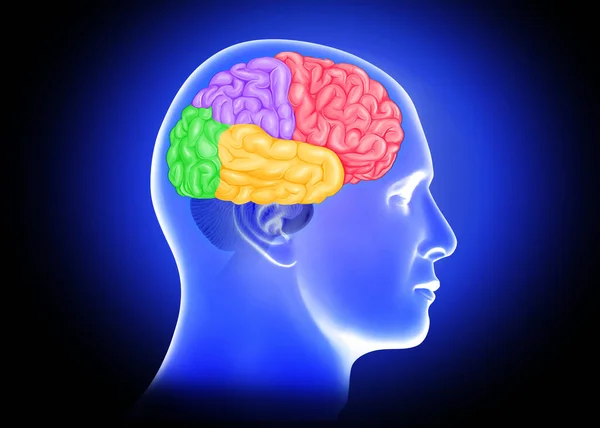 Medical illustration of Male brain lobes