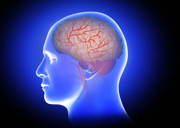 Medical Illustration Human Brain Arteries — Stock Photo, Image