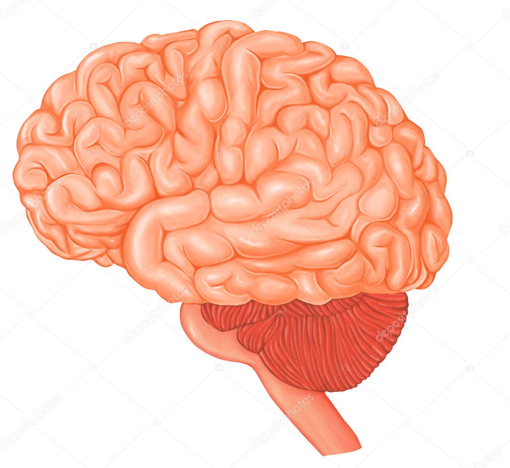 Medical illustration of Brain Anatomy