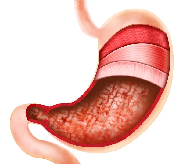 Anatomía — Foto de Stock