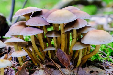 Mantar, orman, sonbahar, mantar toplama