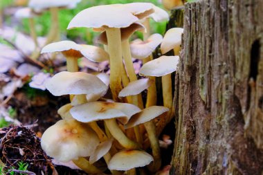 Mantar, orman, sonbahar, mantar toplama