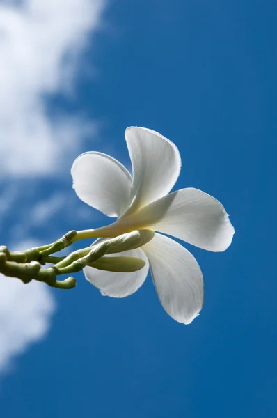Beyaz plumeria — Stok fotoğraf