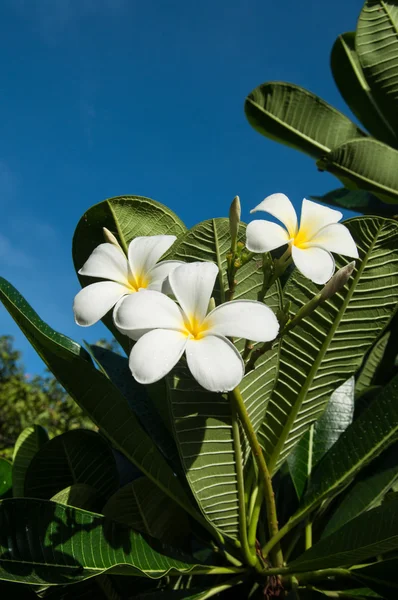 A plumeria branca — Fotografia de Stock