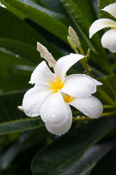 Plumeria biała — Zdjęcie stockowe