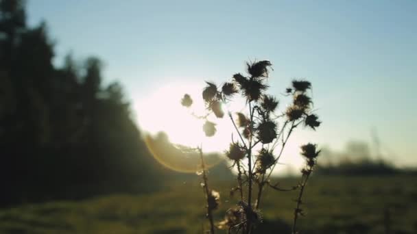 Fiori di campo secchi su uno sfondo Sole d'autunno — Video Stock