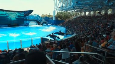 Deniz dünya Orlando - Amerika Birleşik Devletleri'nde en çok ziyaret edilen eğlence parkı, Shamu gösterisi sırasında katil balinalar gerçekleştirmek