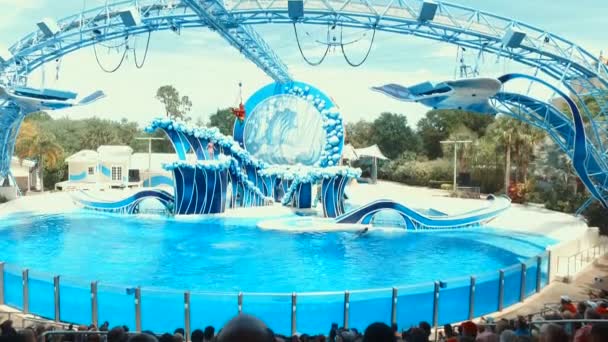 Wieloryby Killer wykonać podczas pokazu Shamu w Sea World Orlando - jednym z najczęściej odwiedzanych Park rozrywki w Stanach Zjednoczonych — Wideo stockowe