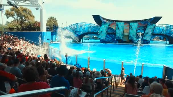 Deniz dünya Orlando - Amerika Birleşik Devletleri'nde en çok ziyaret edilen eğlence parkı, Shamu gösterisi sırasında katil balinalar gerçekleştirmek — Stok video