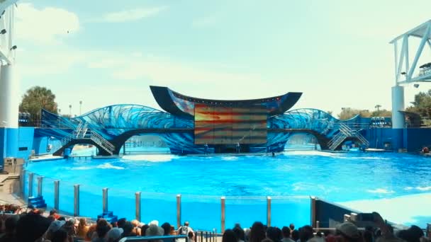 Killerwale treten während der Shamu-Show im Sea World Orlando auf - einem der meistbesuchten Freizeitparks der Vereinigten Staaten — Stockvideo
