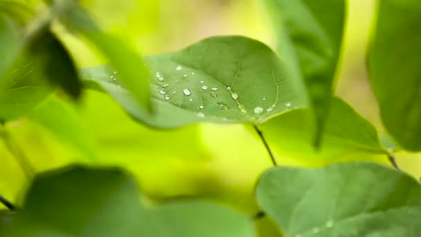 아름 다운 녹색 나무 잎 — 비디오