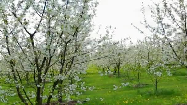 Jardin avec des fleurs de cerisier — Video