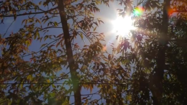 Sonnenlicht auf den Blättern der Bäume — Stockvideo