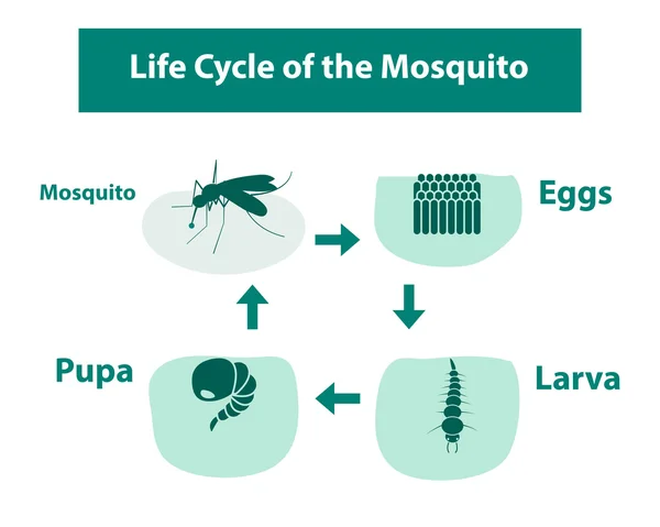 Ciclo de vida del mosquito en estilo monocromo — Vector de stock