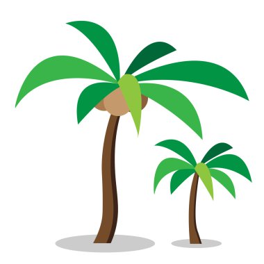 Two coconut trees with coconut