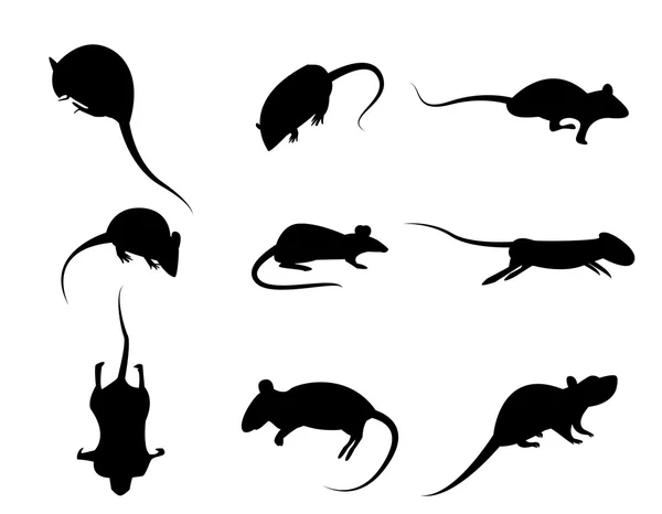 Conjunto de icono de rata silueta negro, vector aislado en respaldo blanco — Archivo Imágenes Vectoriales
