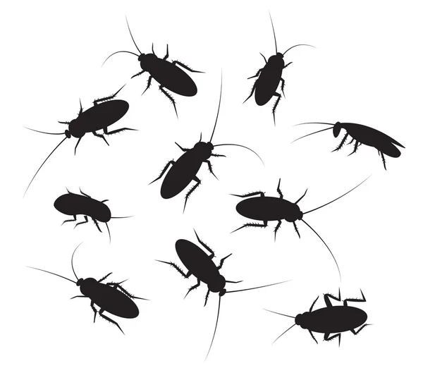 Zestaw czarna sylwetka karaluch szczegółowo, na białym tle — Wektor stockowy