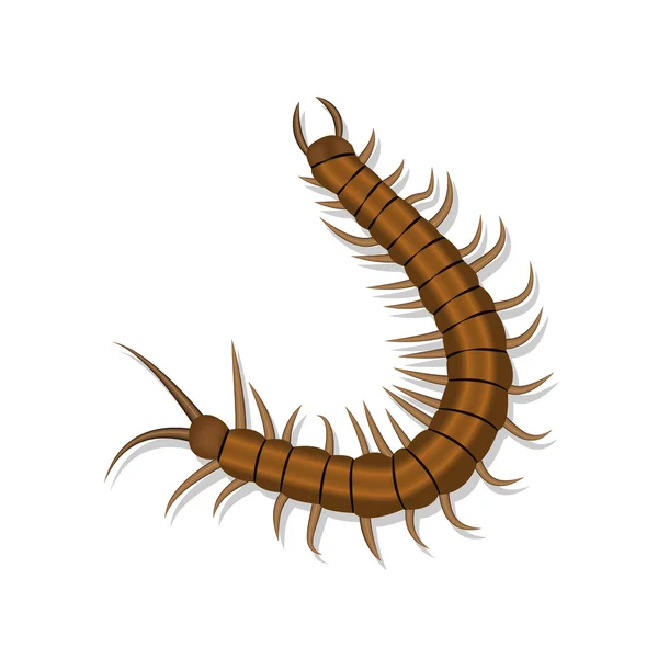 Realistic centipede with shadow isolated — Stock Vector