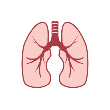insan akciğerleri vektör